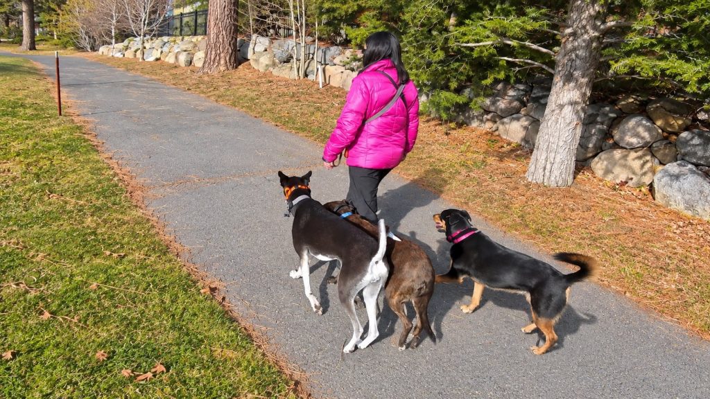 Three dogs walking with their handler on a park path during real-world obedience training.