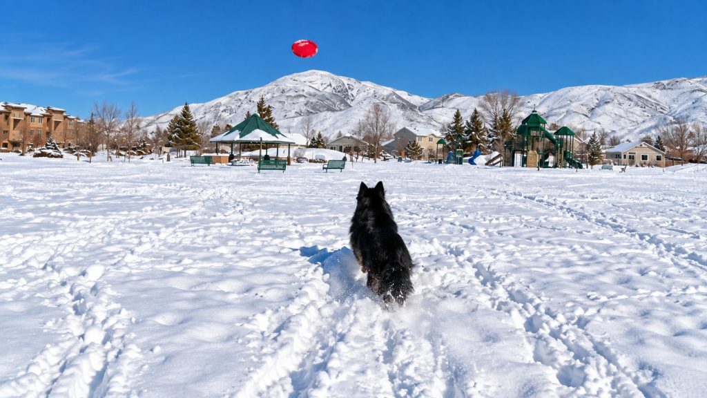 Raven running through snow toward a red flying disc with snowy mountains in the background.