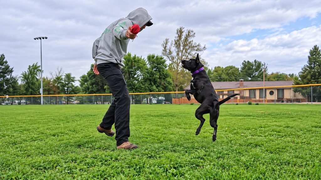 Willow during play and engagement training.
