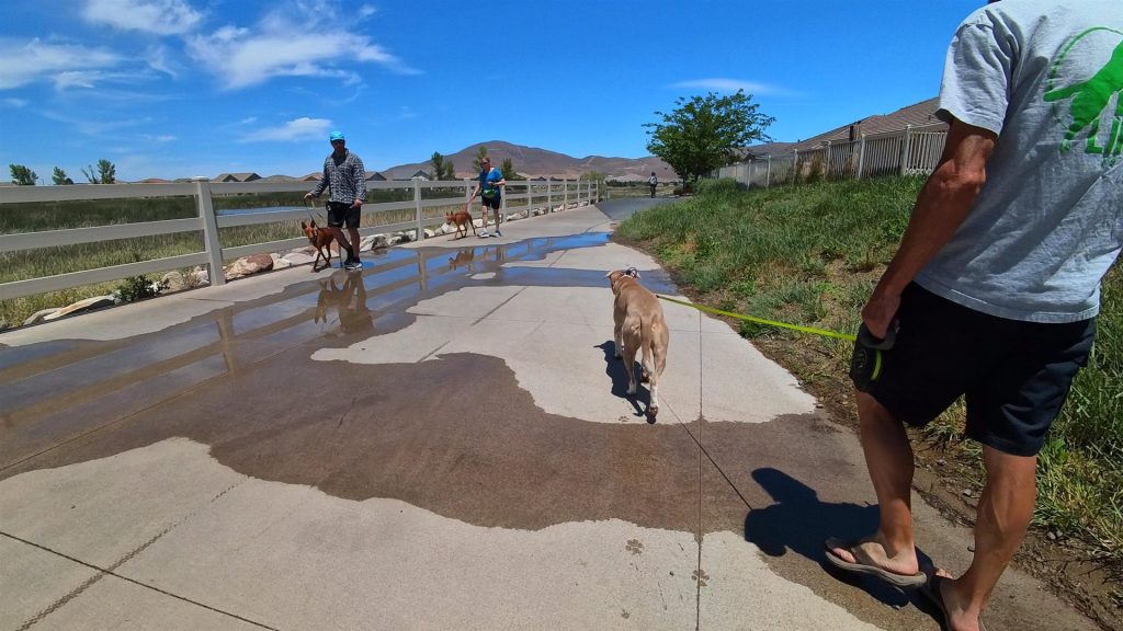 Dogs and their handlers practicing walking past one another on a neighborhood path.