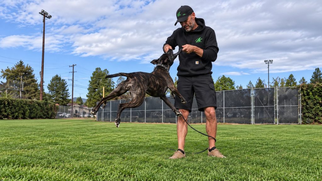 Rita playing tug with her trainer in a grassy field.