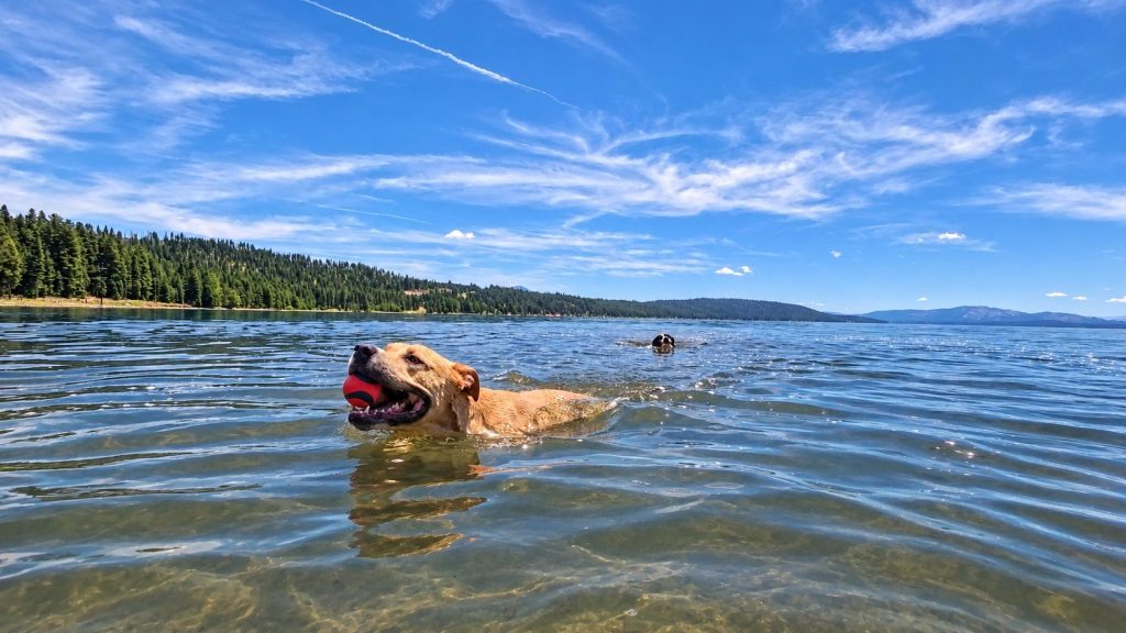 Gretchen swimming confidently with a red-and-black ball in a lake, with another dog behind her.